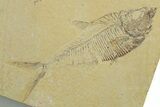 Plate of Two Fossil Fish (Diplomystus & Knightia) - Wyoming #349635-1